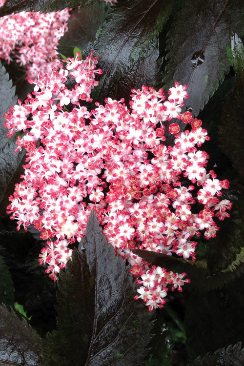  Black Tower Elderberry (Sambucus Nigra) - 3 Gallon Pot