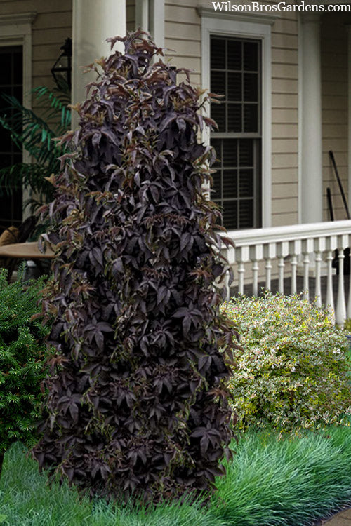  Black Tower Elderberry (Sambucus Nigra) - 3 Gallon Pot