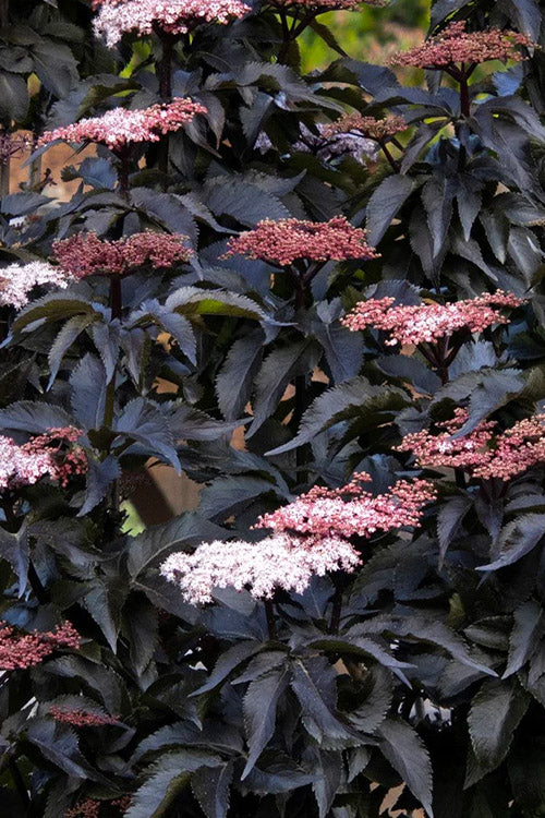  Black Tower Elderberry (Sambucus Nigra) - 3 Gallon Pot