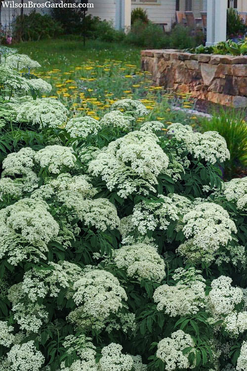  American Elderberry (Sambucus Nigra Canadensis) - 1 Gallon Pot