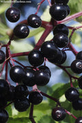  American Elderberry (Sambucus Nigra Canadensis) - 1 Gallon Pot