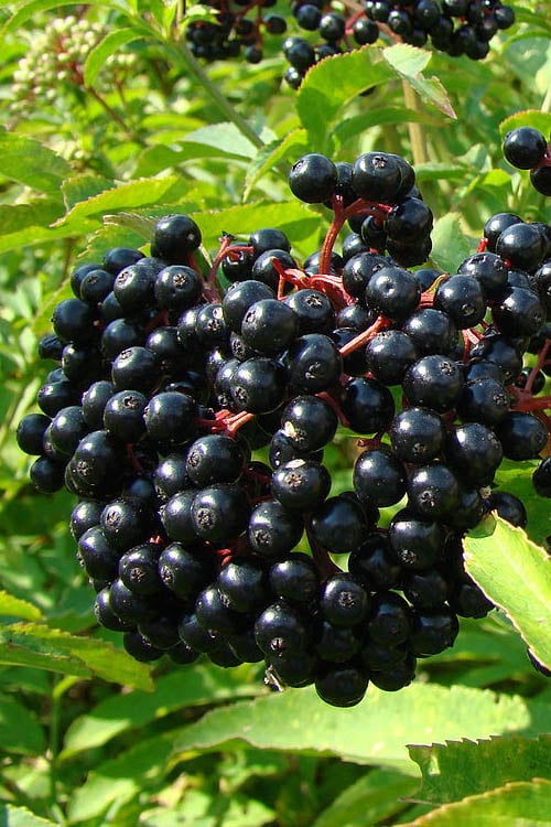  Adam's American Elderberry (Sambucus Canadensis) - 3 Gallon Pot