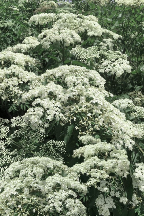  Adam's American Elderberry (Sambucus Canadensis) - 3 Gallon Pot