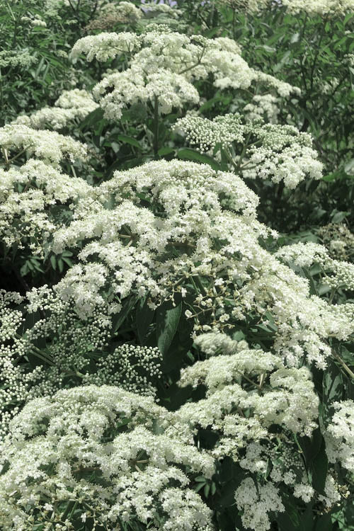  American Elderberry (Sambucus Nigra Canadensis) - 1 Gallon Pot