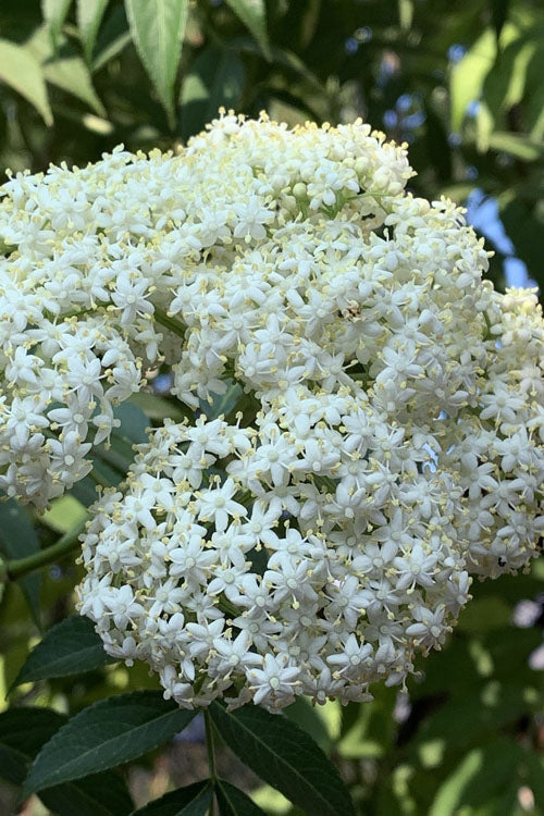  Bob Gordon American Elderberry (Sambucus Canadensis) - 3 Gallon Pot