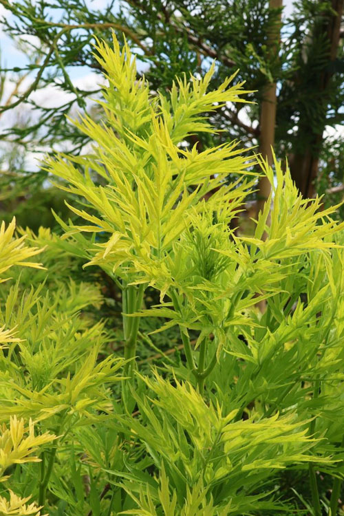  Golden Tower Elderberry (Sambucus) - 3 Gallon Pot