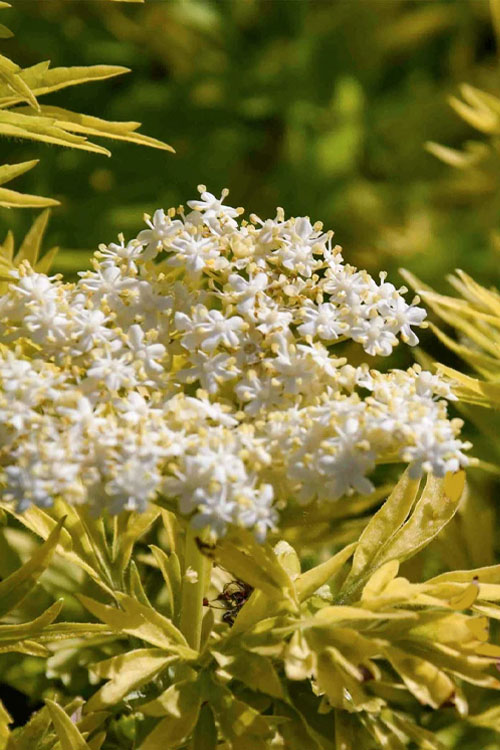  Golden Tower Elderberry (Sambucus) - 3 Gallon Pot
