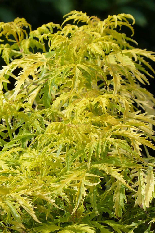  Golden Tower Elderberry (Sambucus) - 3 Gallon Pot