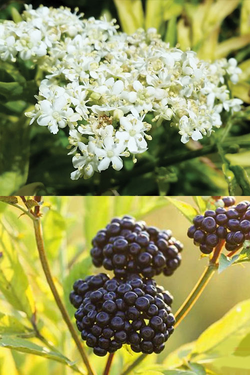  Golden Tower Elderberry (Sambucus) - 3 Gallon Pot