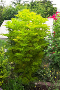  Golden Tower Elderberry (Sambucus) - 3 Gallon Pot