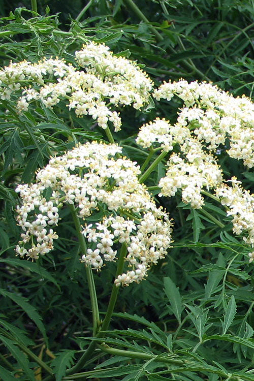  Fernleaf Elderberry (Sambucus) - 3 Gallon Pot