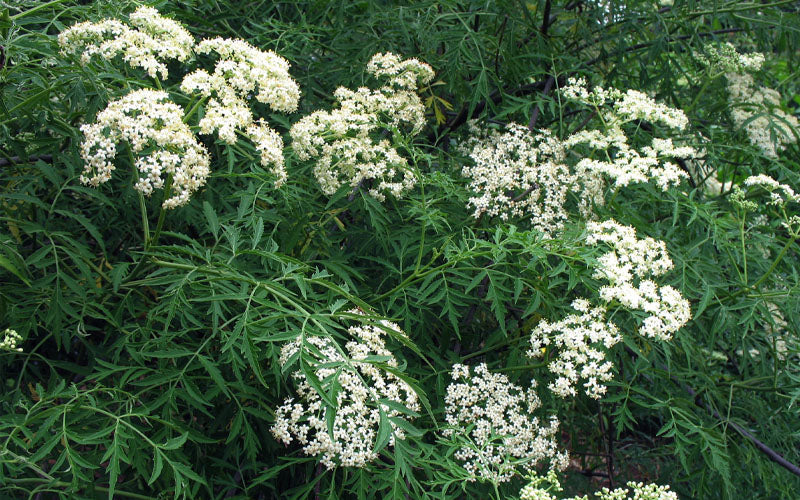  Fernleaf Elderberry (Sambucus) - 3 Gallon Pot