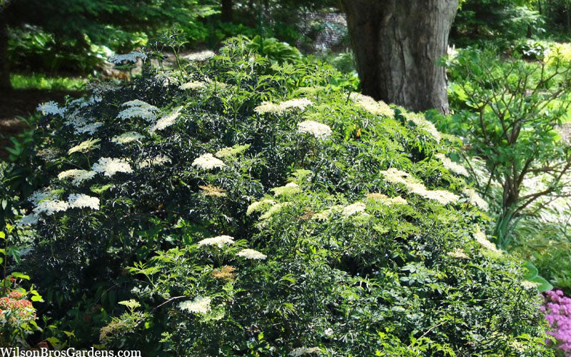  Fernleaf Elderberry (Sambucus) - 3 Gallon Pot