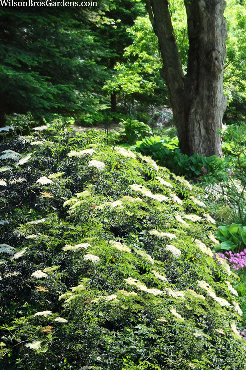  Fernleaf Elderberry (Sambucus) - 3 Gallon Pot