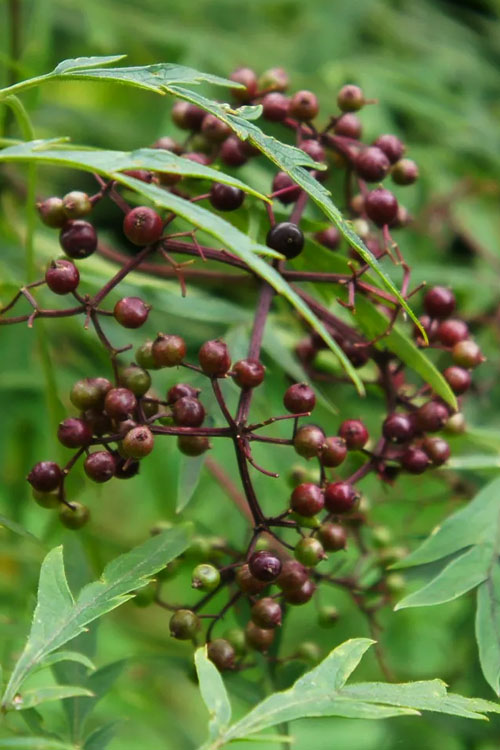  Fernleaf Elderberry (Sambucus) - 3 Gallon Pot