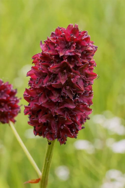  Great Burnet (Sanguisorba Officinalis) - 1 Gallon Pot
