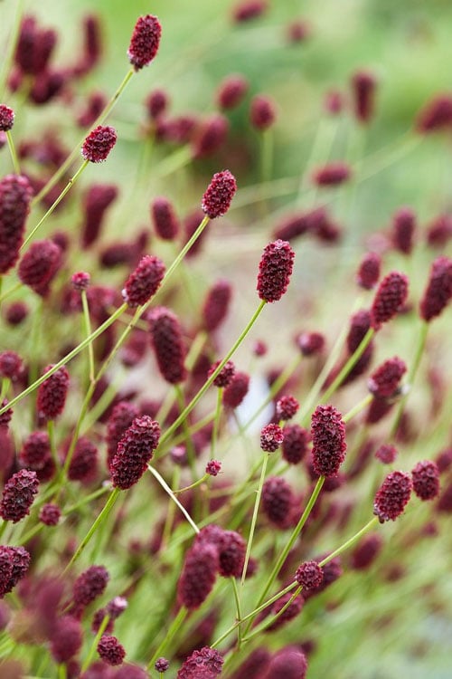  Great Burnet (Sanguisorba Officinalis) - 1 Gallon Pot