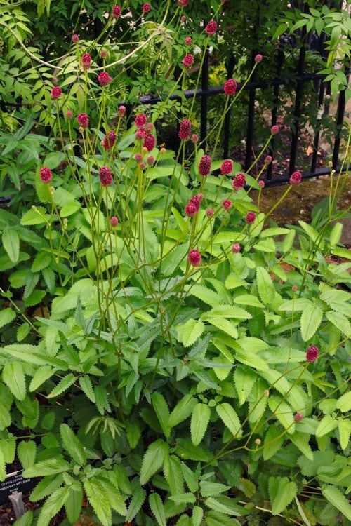  Great Burnet (Sanguisorba Officinalis) - 1 Gallon Pot
