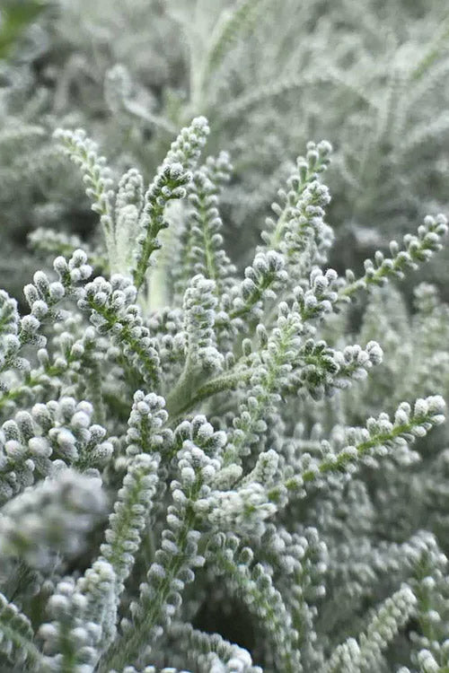  Gray Santolina (Lavender Cotton) - 12 Pack Of Quart Pots