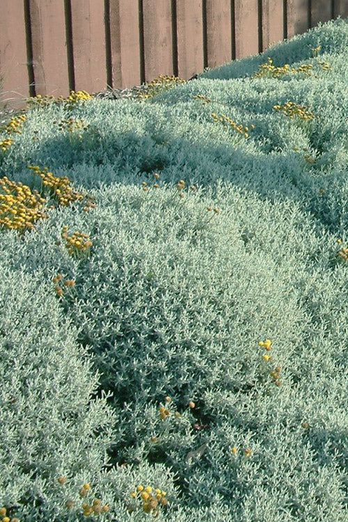  Gray Santolina (Lavender Cotton) - 12 Pack Of Quart Pots