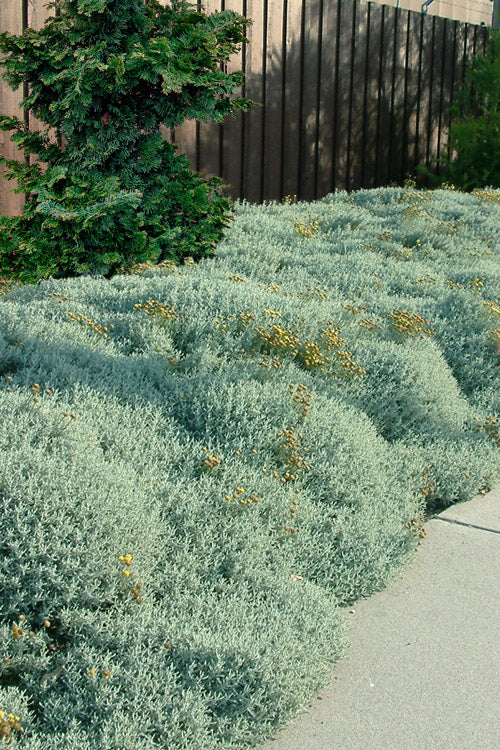  Gray Santolina (Lavender Cotton) - 12 Pack Of Quart Pots