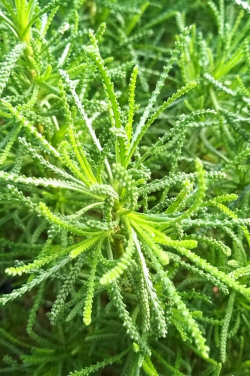  Green Santolina (Lavender Cotton) - 5 Pack Of Quart Pots