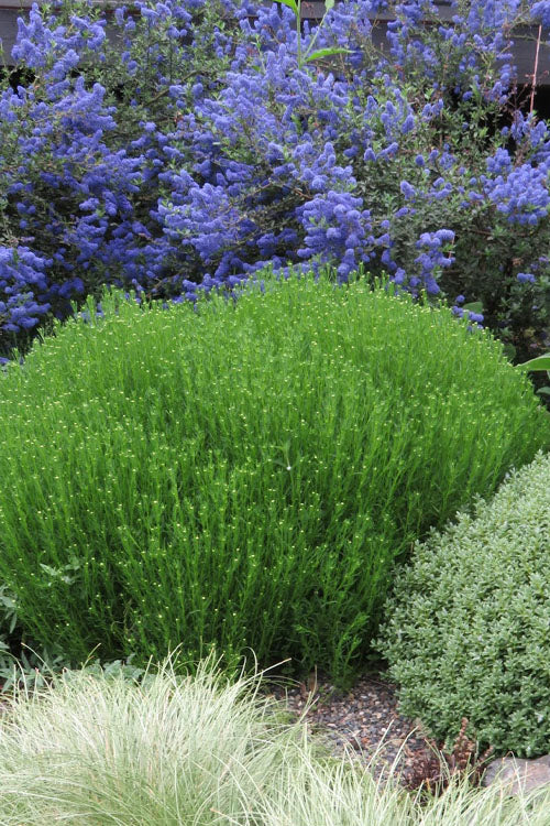  Green Santolina (Lavender Cotton) - 5 Pack Of Quart Pots