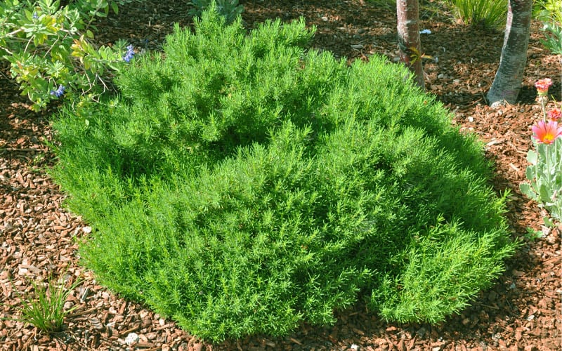  Green Santolina (Lavender Cotton) - 5 Pack Of Quart Pots