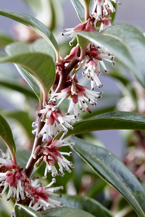  Oriental Fragrant Sweet Box (Sarcococca) - 1 Gallon Pot