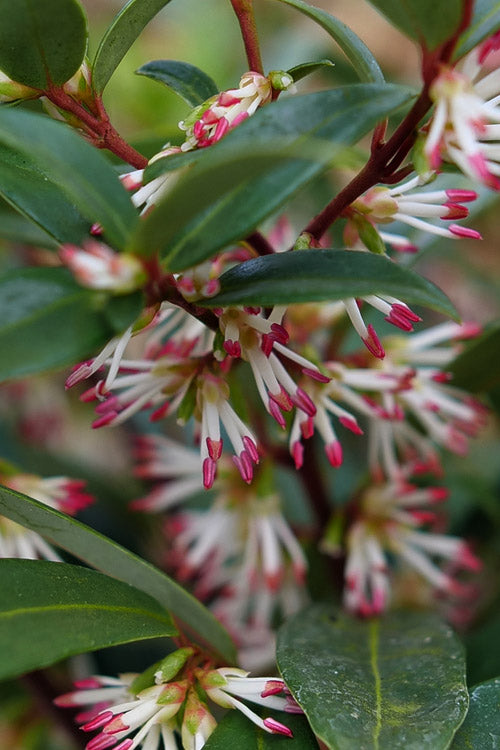  Sweet & Lo Sweet Box (Sarcococca Hookeriana) - 1 Gallon Pot