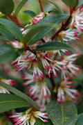  Sweet & Lo Sweet Box (Sarcococca Hookeriana) - 2 Gallon Pot