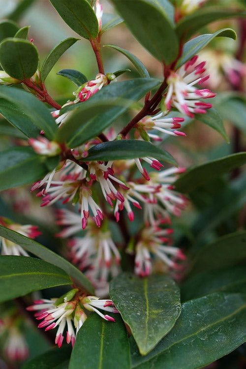  Sweet & Lo Sweet Box (Sarcococca Hookeriana) - 1 Gallon Pot