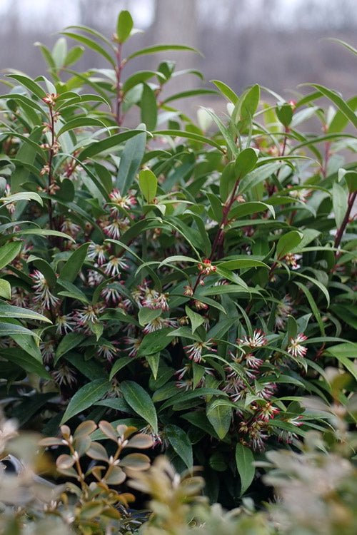  Sweet & Lo Sweet Box (Sarcococca Hookeriana) - 3 Gallon Pot