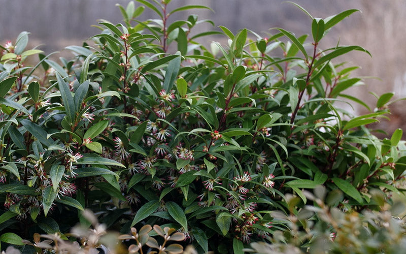  Sweet & Lo Sweet Box (Sarcococca Hookeriana) - 3 Gallon Pot