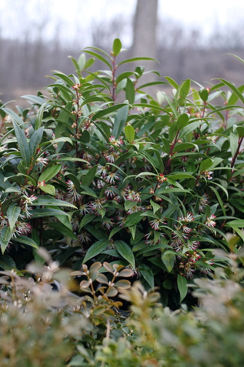  Sweet & Lo Sweet Box (Sarcococca Hookeriana) - 2 Gallon Pot
