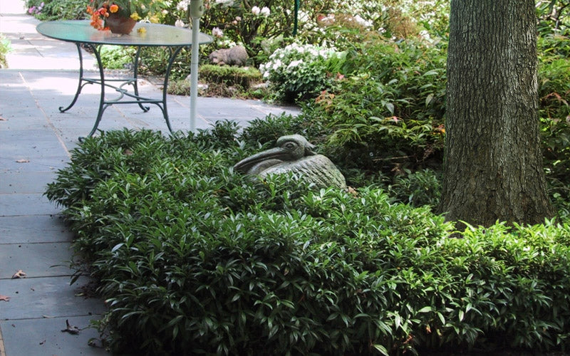  Sweet & Lo Sweet Box (Sarcococca Hookeriana) - 1 Gallon Pot