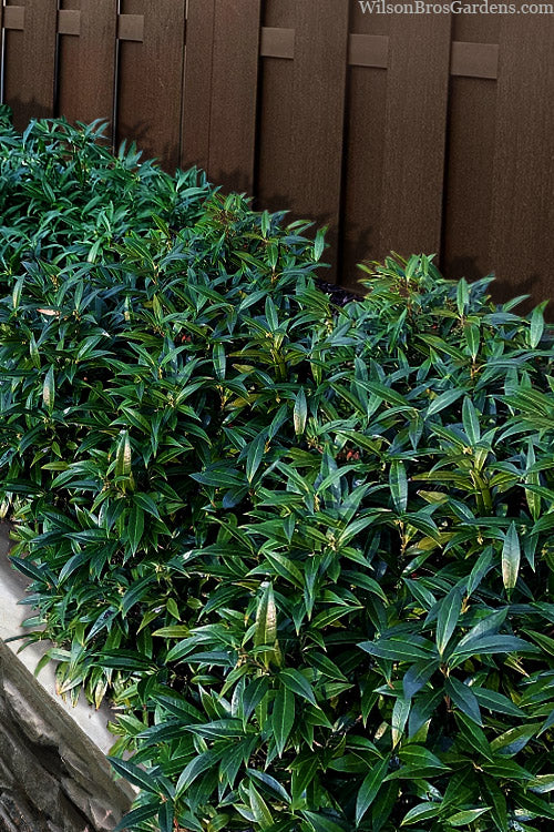  Sweet & Lo Sweet Box (Sarcococca Hookeriana) - 3 Gallon Pot