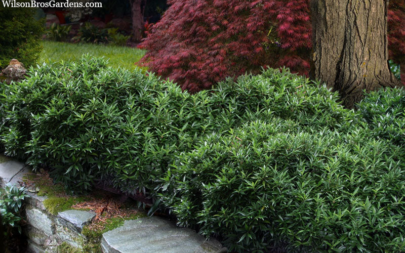  Himalayan Fragrant Sweet Box (Sarcococca Hookeriana) - 3 Gallon Pot