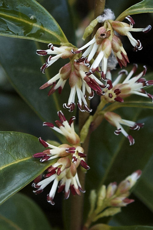  Himalayan Fragrant Sweet Box (Sarcococca Hookeriana) - 3 Gallon Pot