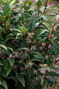  Himalayan Fragrant Sweet Box (Sarcococca Hookeriana) - 3 Gallon Pot