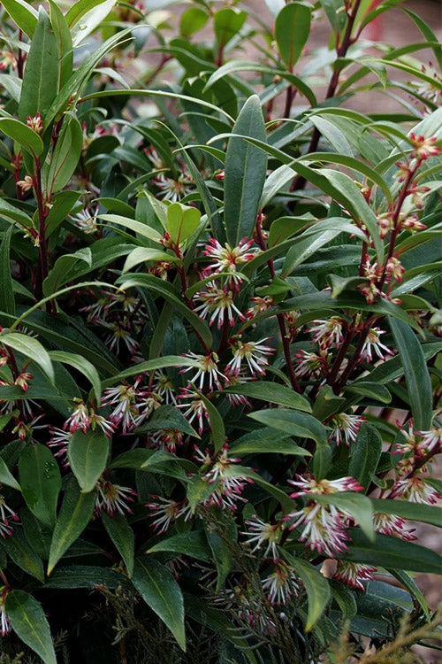  Himalayan Fragrant Sweet Box (Sarcococca Hookeriana) - 3 Gallon Pot