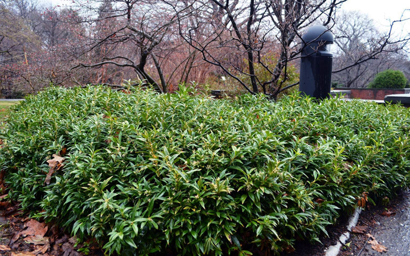  Oriental Fragrant Sweet Box (Sarcococca) - 1 Gallon Pot