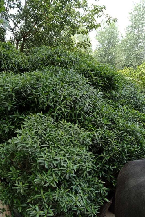  Himalayan Fragrant Sweet Box (Sarcococca Hookeriana) - 3 Gallon Pot