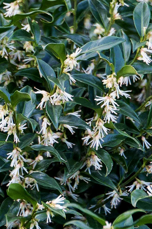  Confused Sweet Box (Sarcococca Confusa) - 3 Gallon Pot