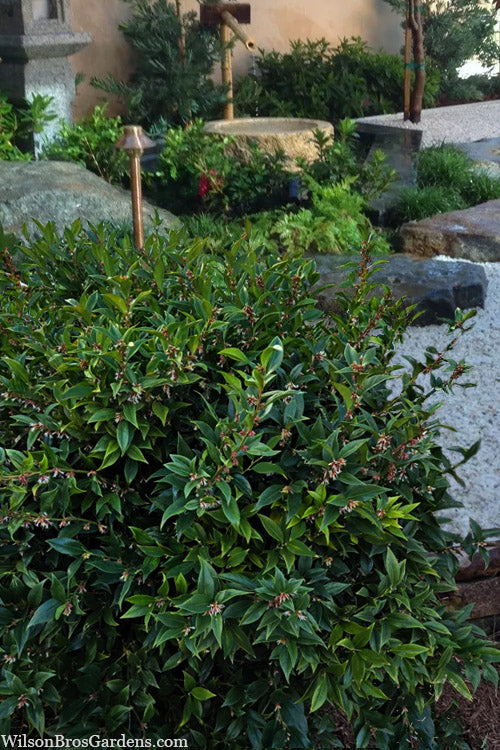  Oriental Fragrant Sweet Box (Sarcococca) - 1 Gallon Pot