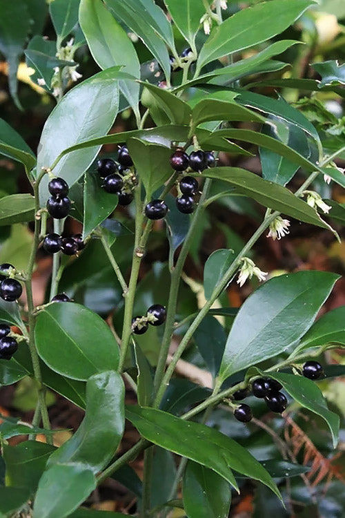  Oriental Fragrant Sweet Box (Sarcococca) - 1 Gallon Pot