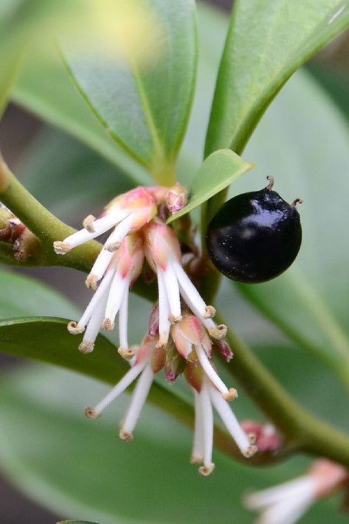  Oriental Fragrant Sweet Box (Sarcococca) - 1 Gallon Pot