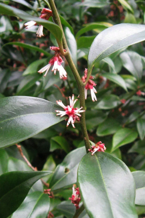  Oriental Fragrant Sweet Box (Sarcococca) - 1 Gallon Pot