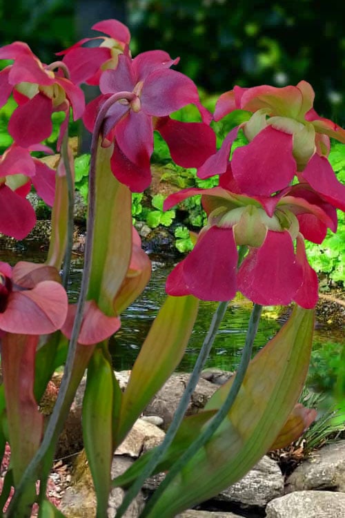  Bug Bat Pitcher Plant (Sarracenia) - 2.5 Quart Pot