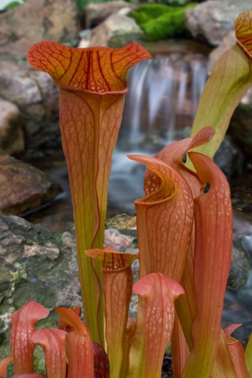  Bug Bat Pitcher Plant (Sarracenia) - 2.5 Quart Pot